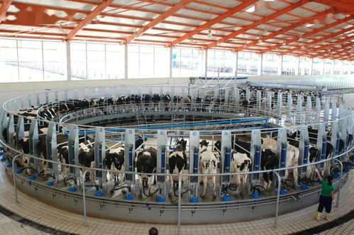 提升乳制品质量，内蒙古从源头到餐桌的系统工程